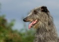 12 Windhund-Trio